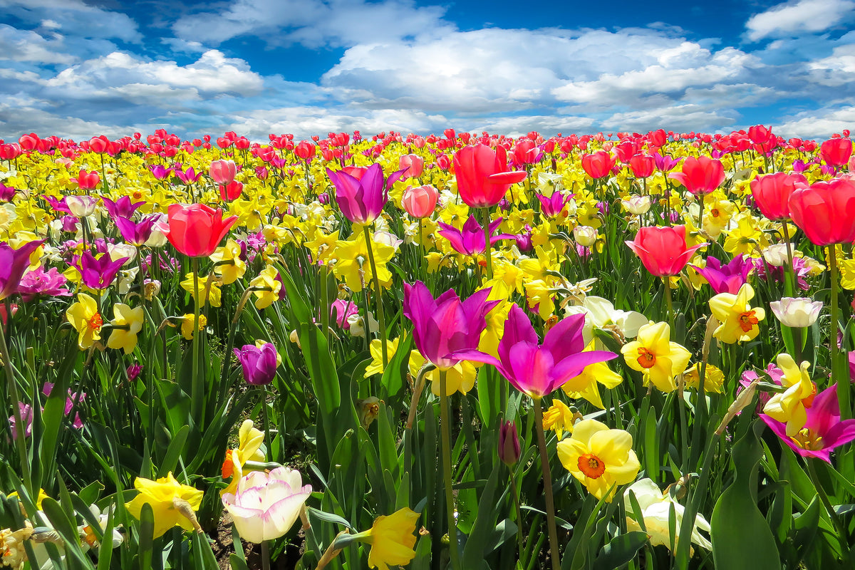 canvas-print-the-spring-awakening