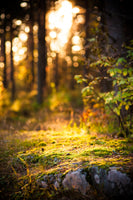 aluminium-print-the-forest-in-the-background