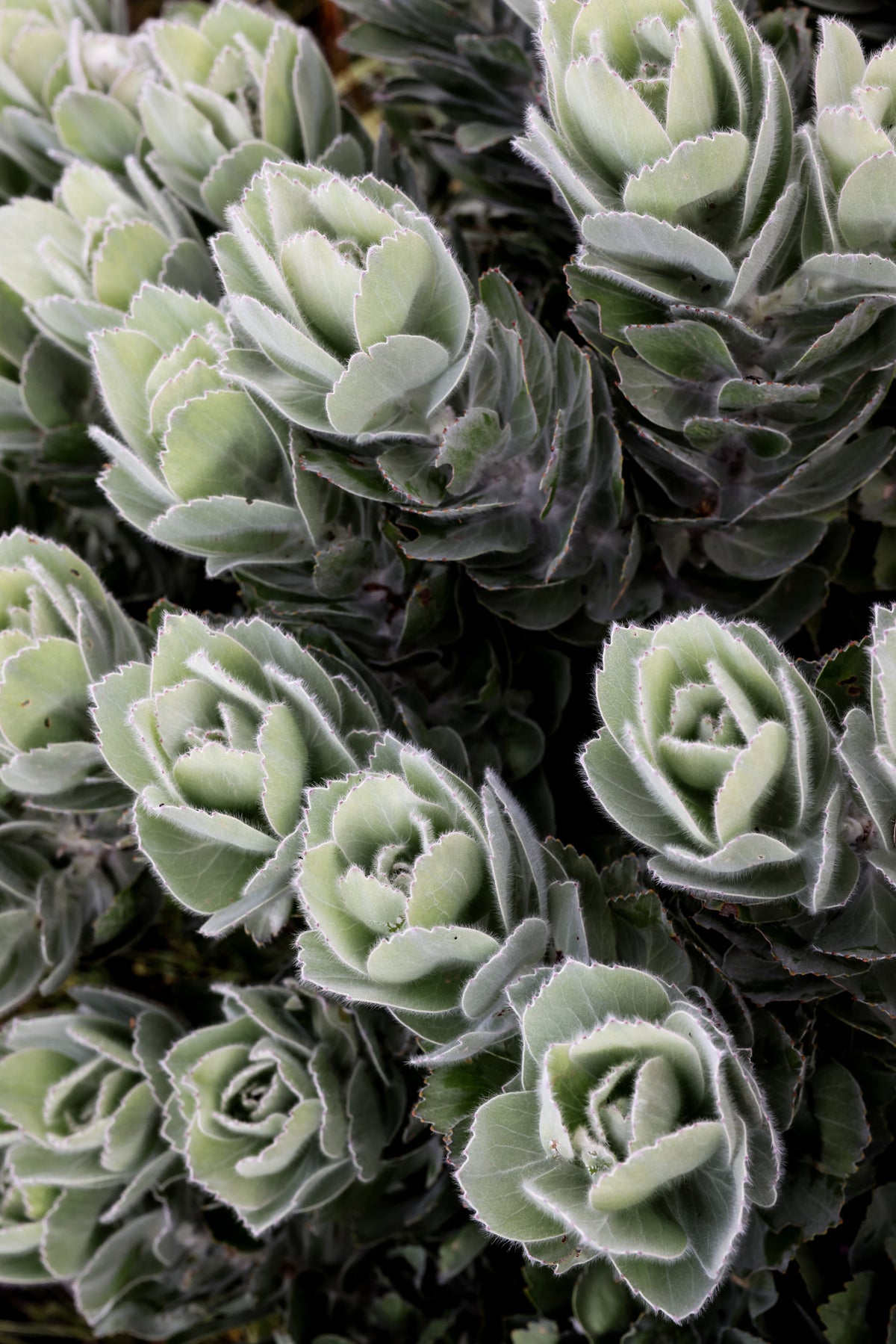 framedposter-print-green-succulents-showcases