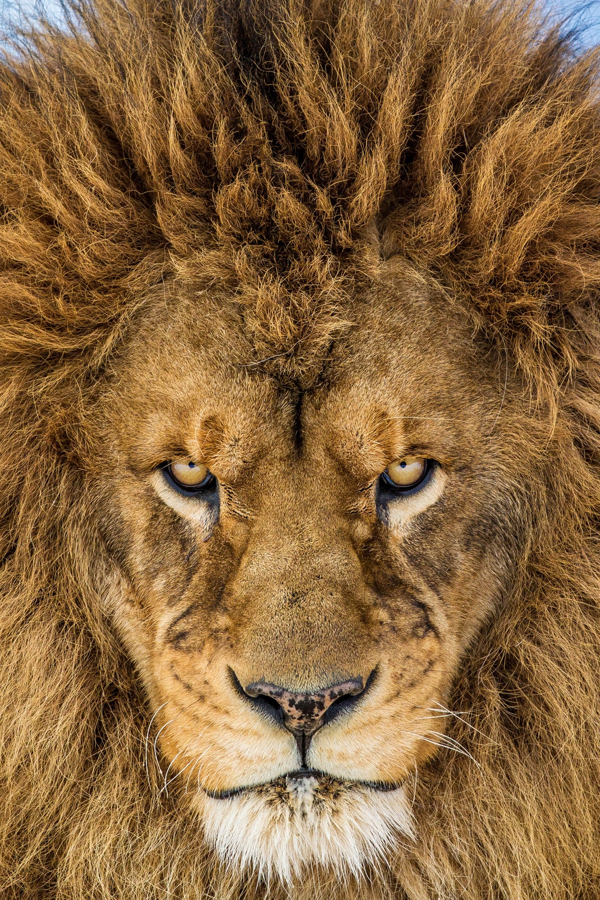 framedposter-print-serious-lion