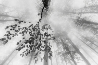 poster-print-summer-silence