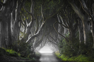 3-piece-canvas-print-dark-hedges-2