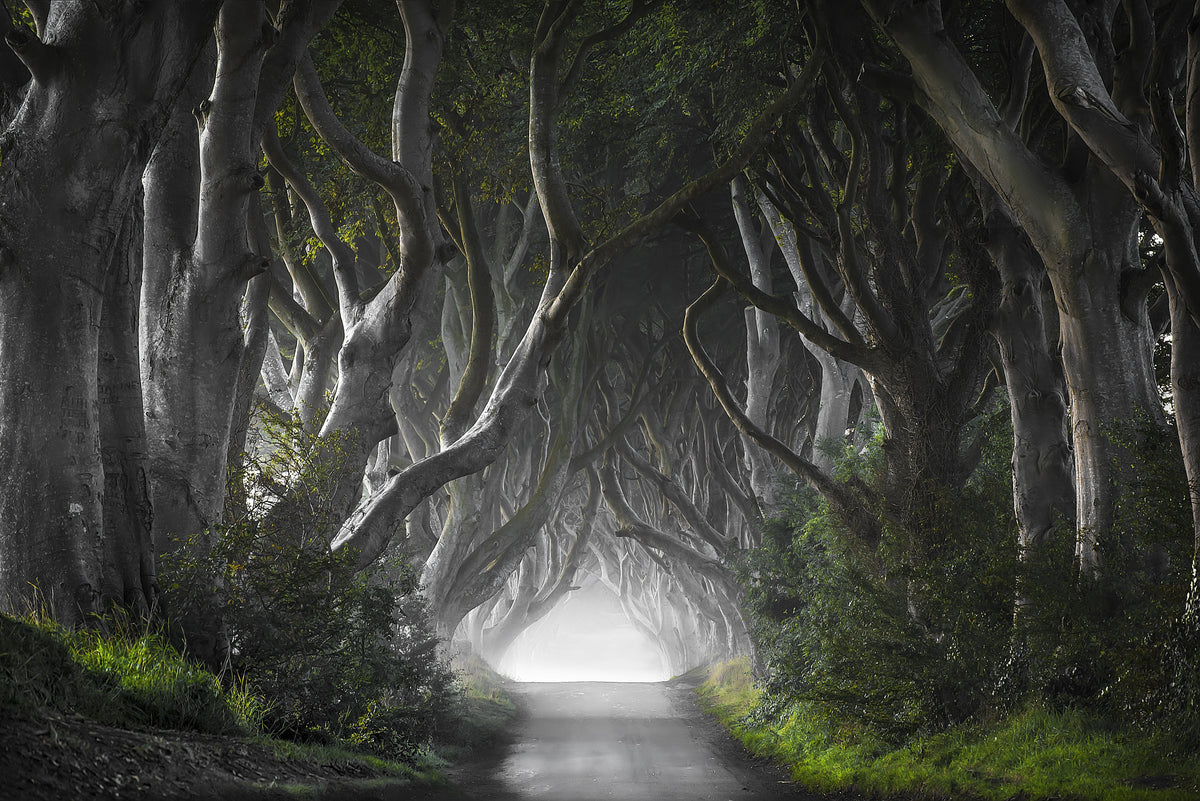3-piece-canvas-print-dark-hedges-2