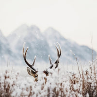 9-piece-aluminium-print-hidden-in-snow