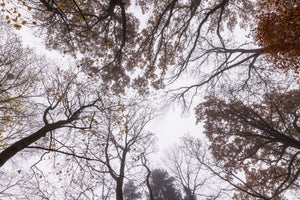 acrylic-print-looking-up-2