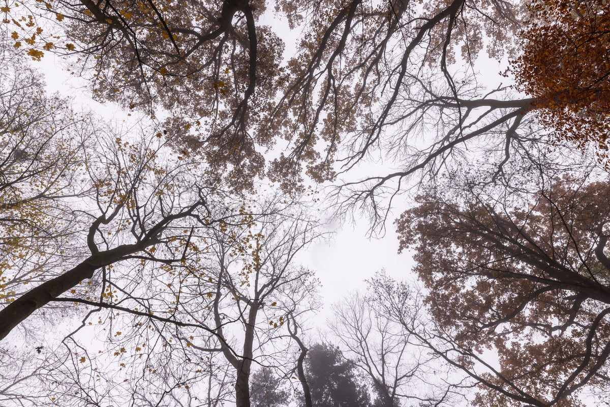 acrylic-print-looking-up-2