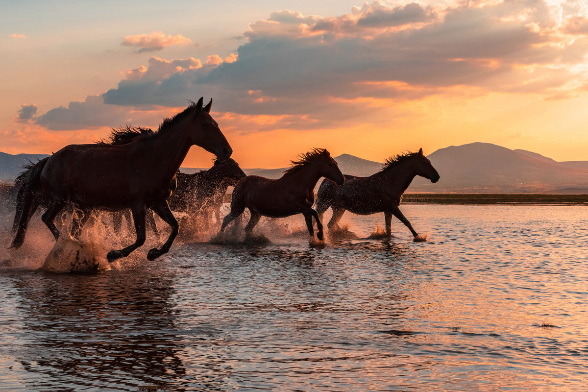 canvas-print-water-horses-x