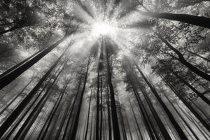 modern-3-piece-aluminium-print-to-the-light-2