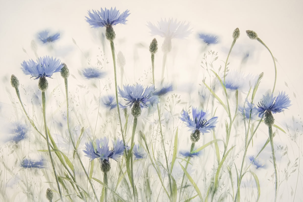 acrylic-print-cornflowers-2