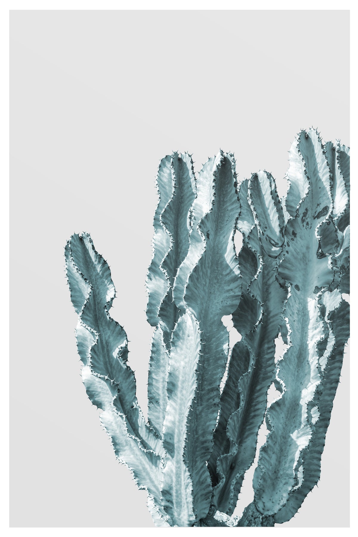 framedcanvas-print-cactus-elegance