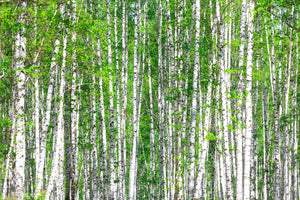 aluminium-print-the-birch-forest