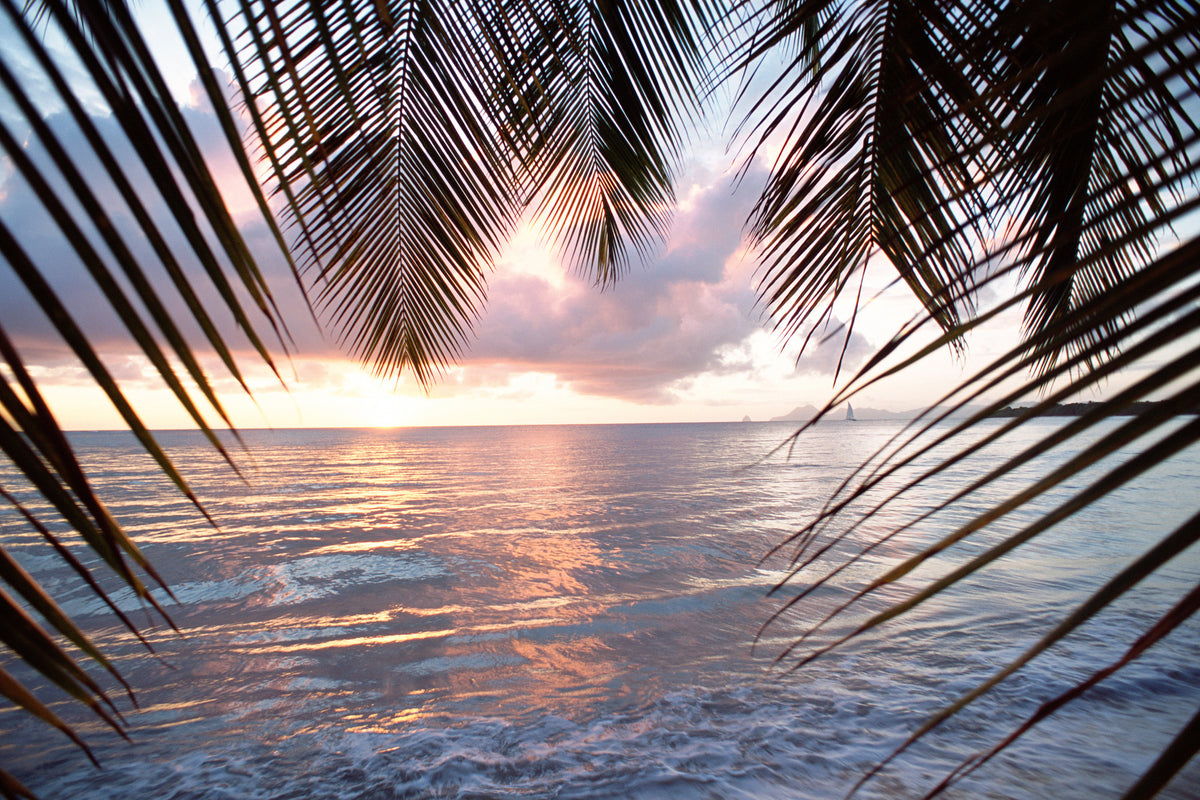 aluminium-print-under-palm-leaves