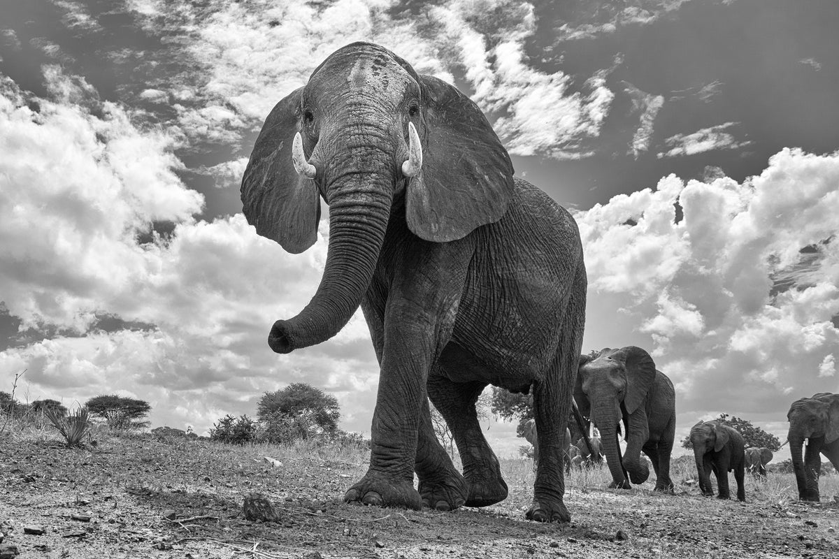 canvas-print-matriarch-march-x