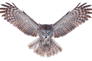 framedcanvas-print-power-great-grey-owl