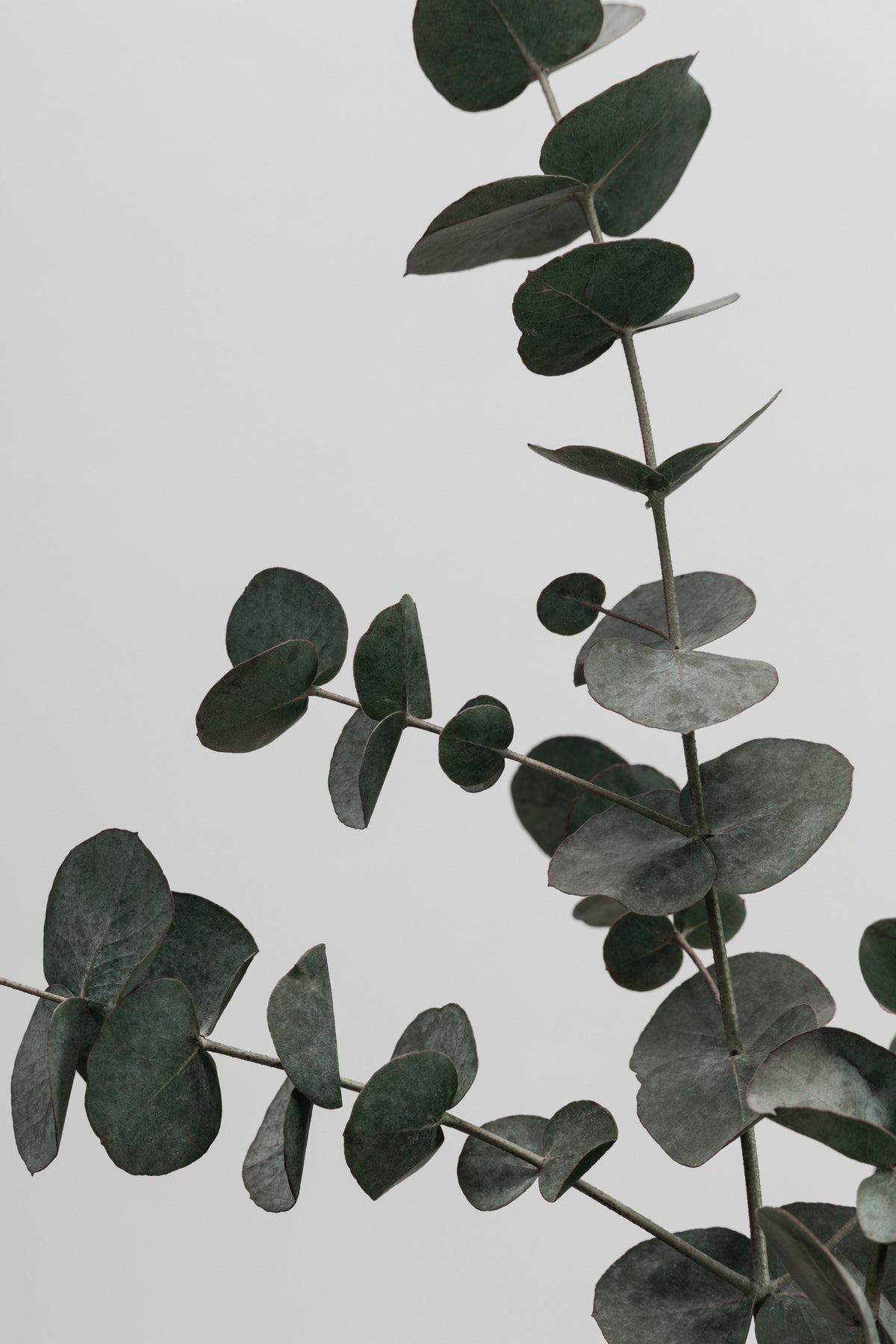 canvas-print-eucalyptus-natural-05