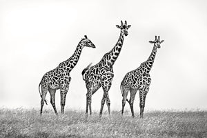 poster-print-giraffe-family