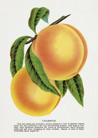acrylic-print-champion-plum-lithograph