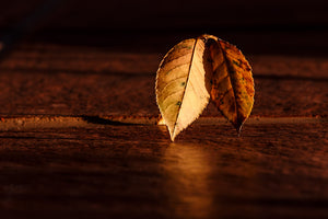 3-piece-canvas-print-the-leaf