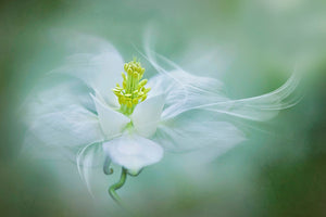 canvas-print-mystical-xvs