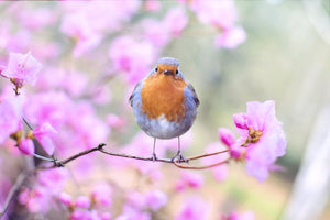 canvas-print-spring-bird