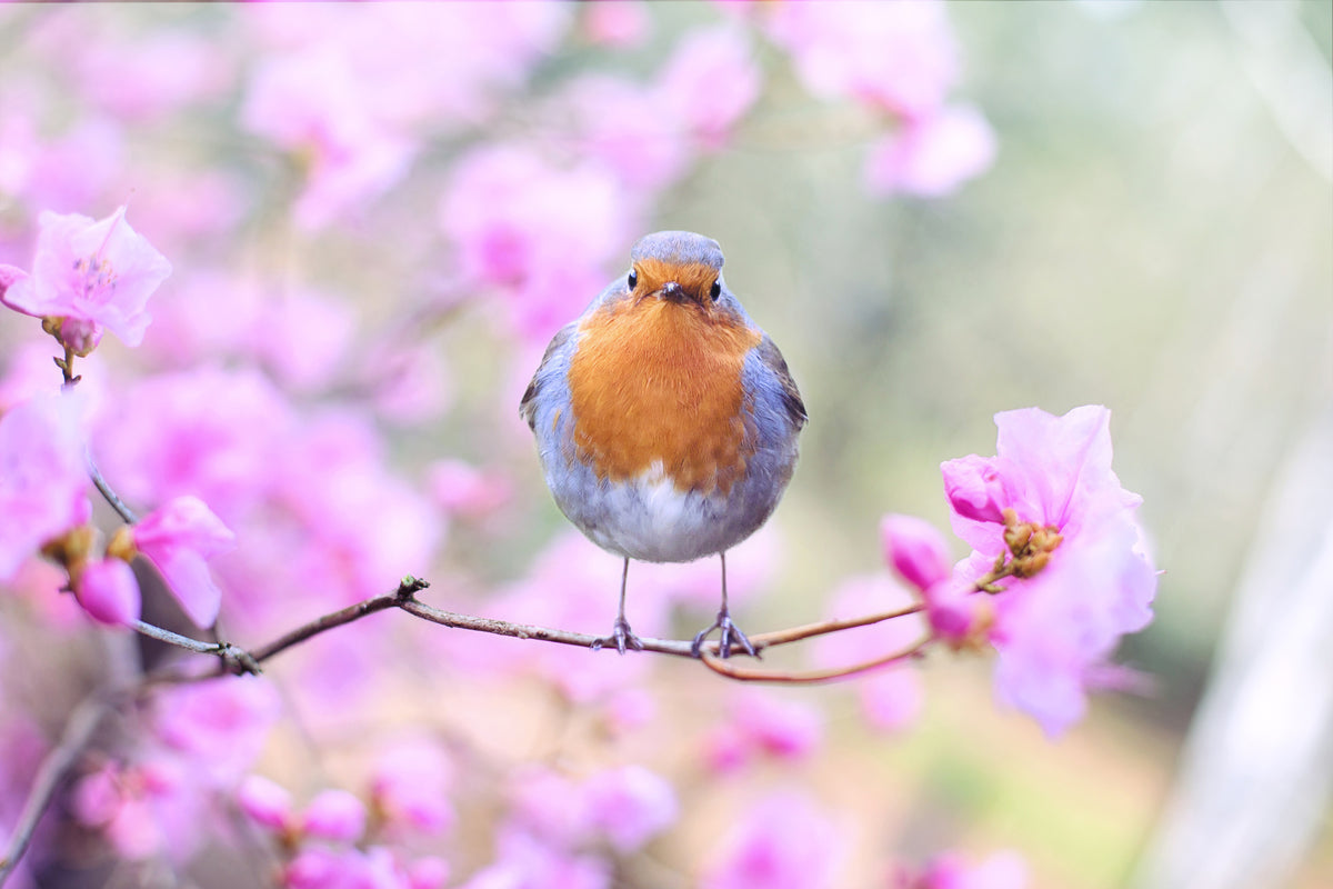 canvas-print-spring-bird