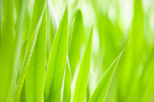 3-piece-canvas-print-grass-xxl