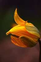acrylic-print-shine