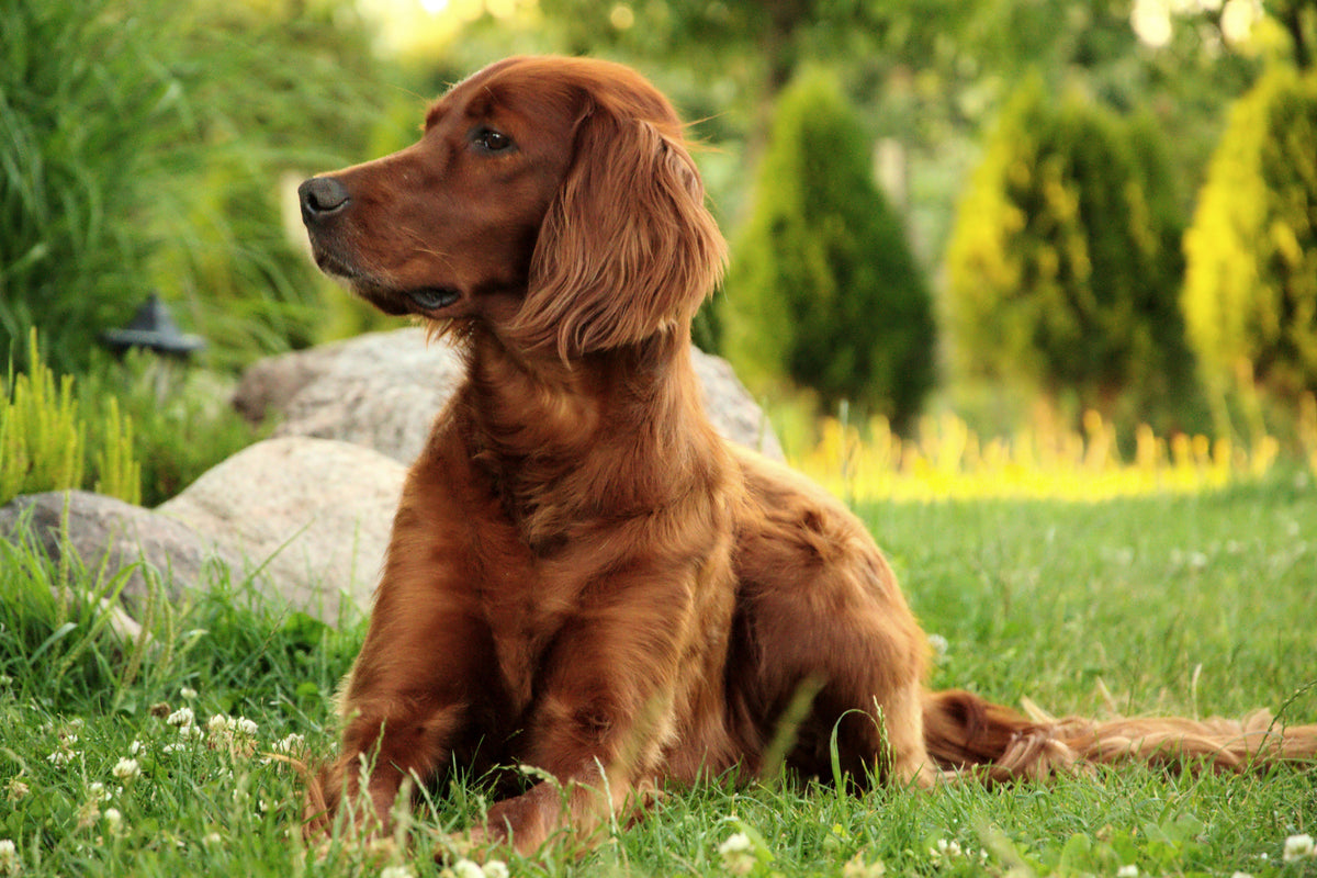 aluminium-print-attentive-irish-setter