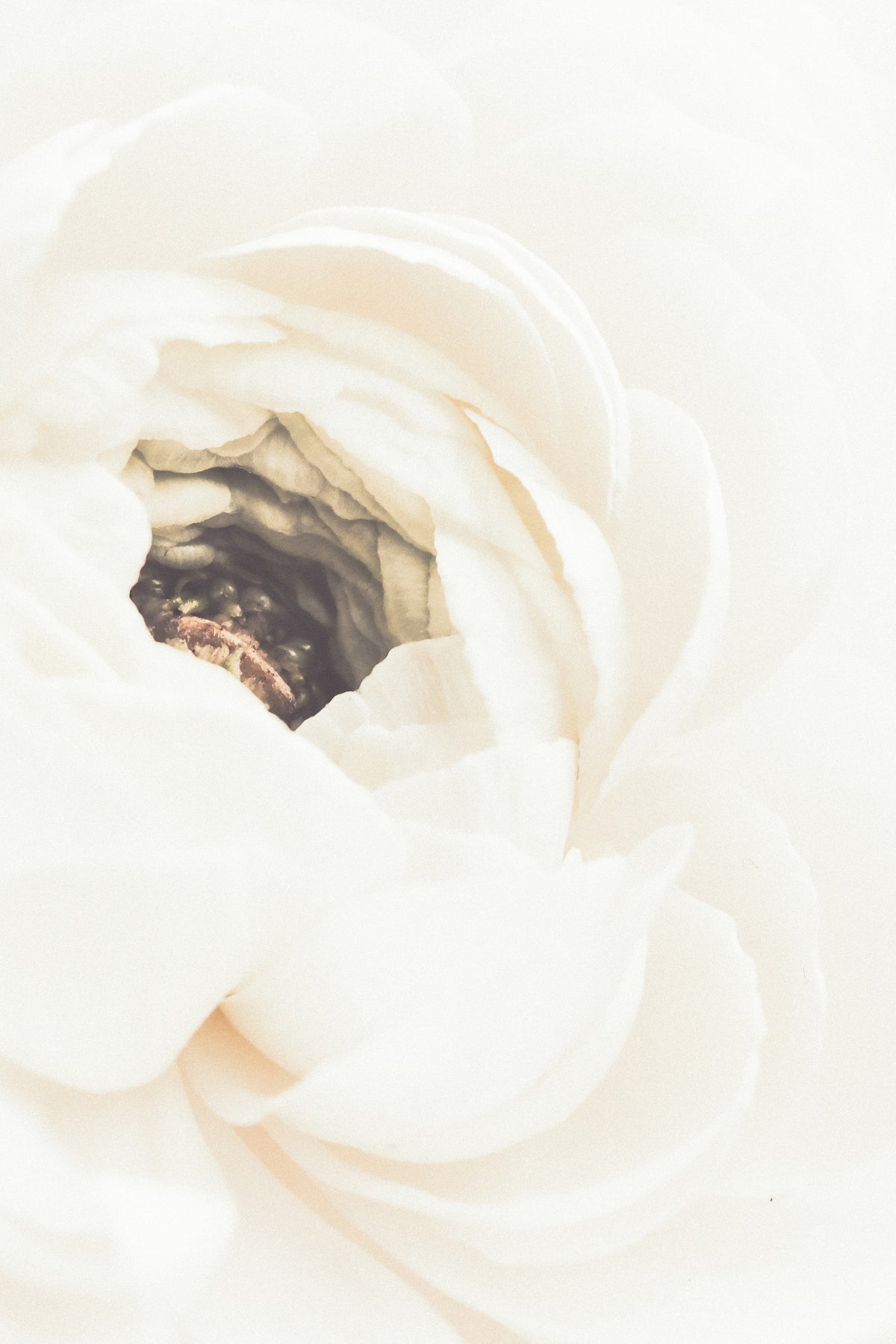 canvas-print-white-flower-01