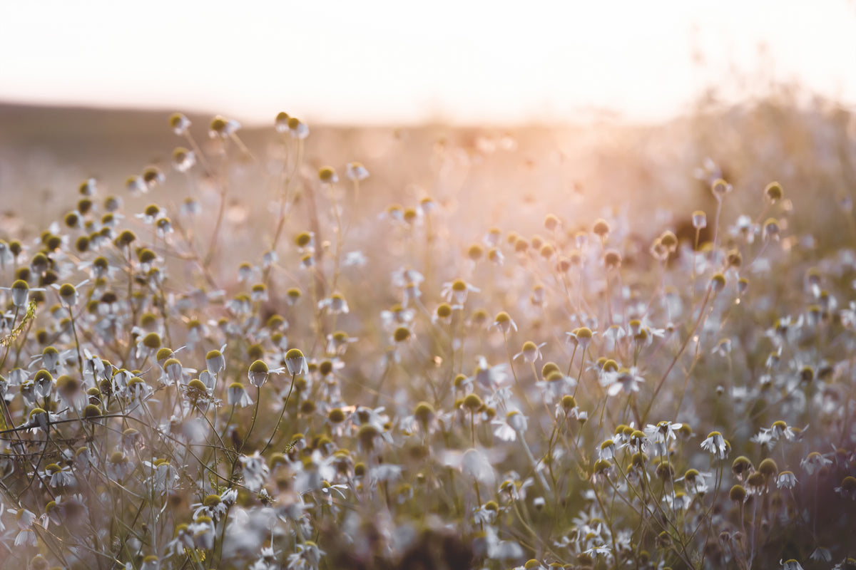 canvas-print-summer-morning-7
