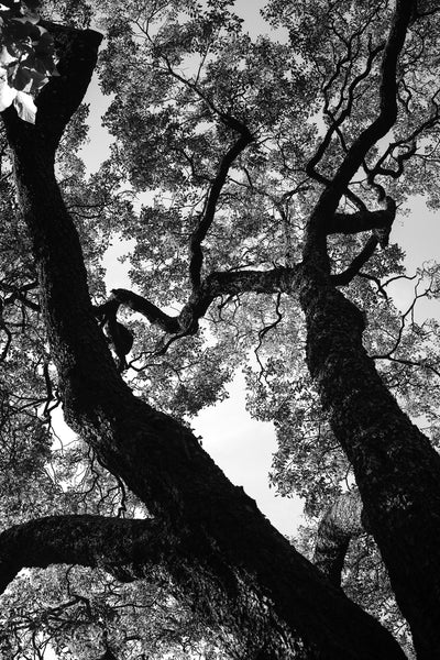 poster-print-silent-canopy