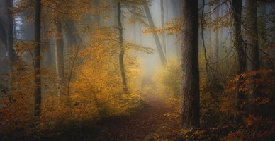 acrylic-print-in-autumn