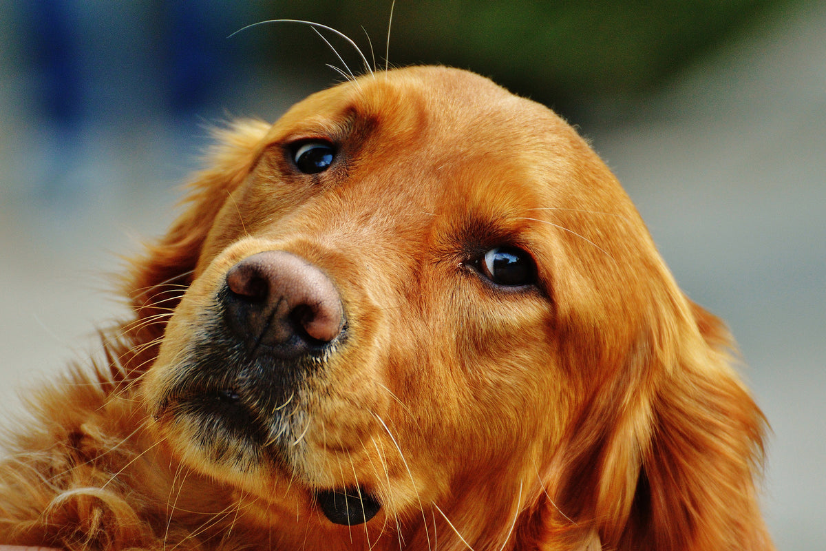 framedcanvas-print-faithful-irish-setter