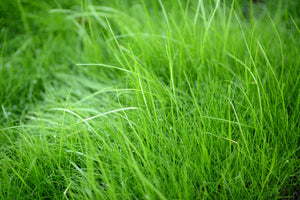 3-piece-canvas-print-blades-of-grass