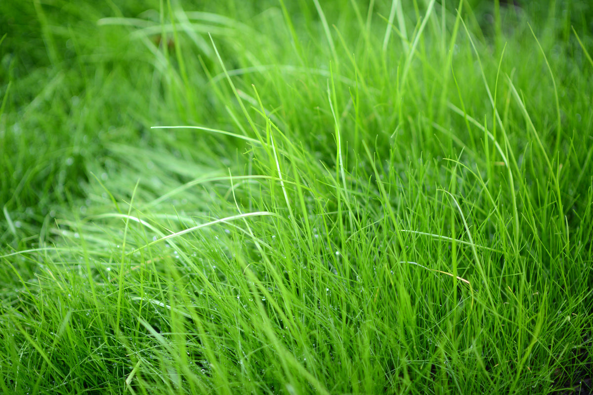 3-piece-canvas-print-blades-of-grass