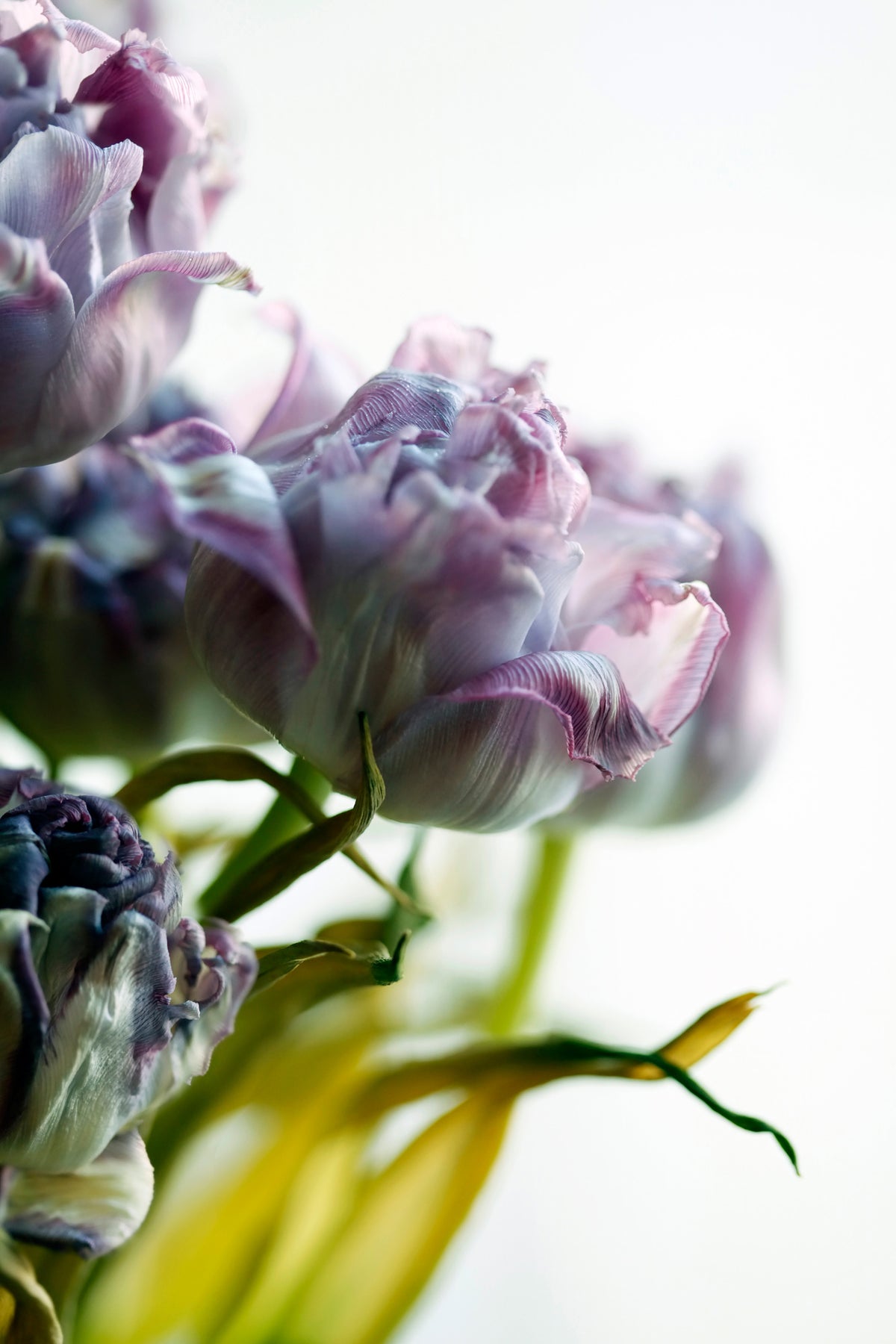 acrylic-print-tulip-bouquet