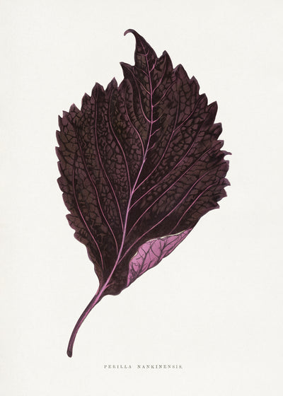 poster-print-close-up-of-floral-elegance