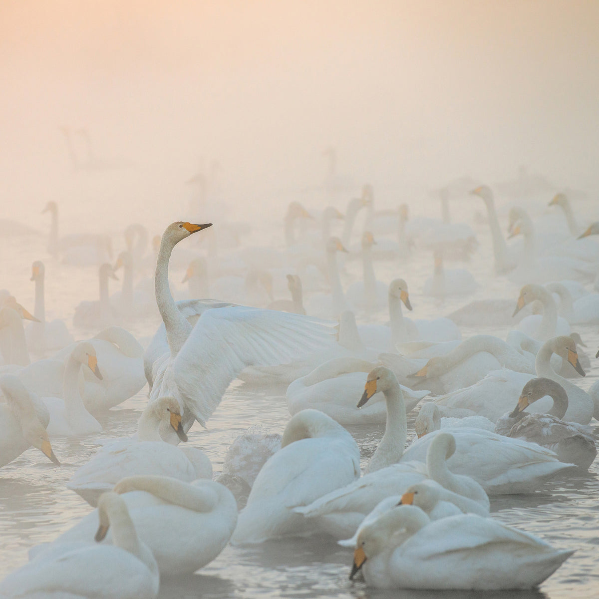9-piece-acrylic-print-song-of-the-morning-light