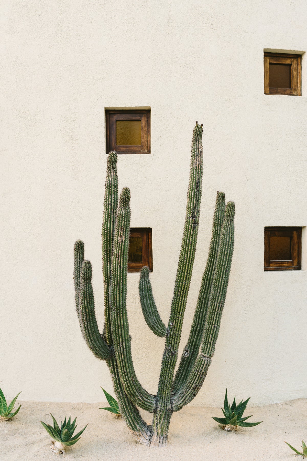 framedposter-print-cabo-cactus-ix