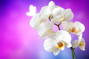acrylic-print-flower-power-orchid
