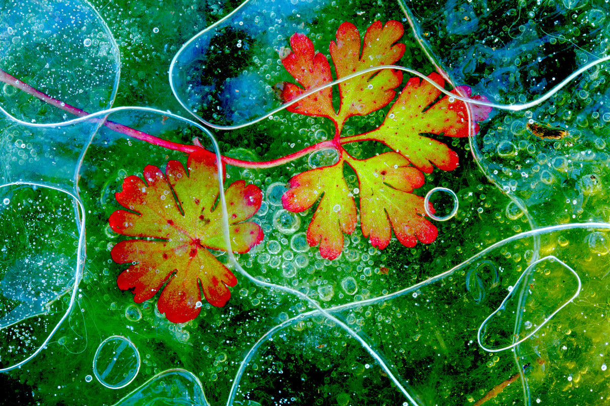 acrylic-print-thaw
