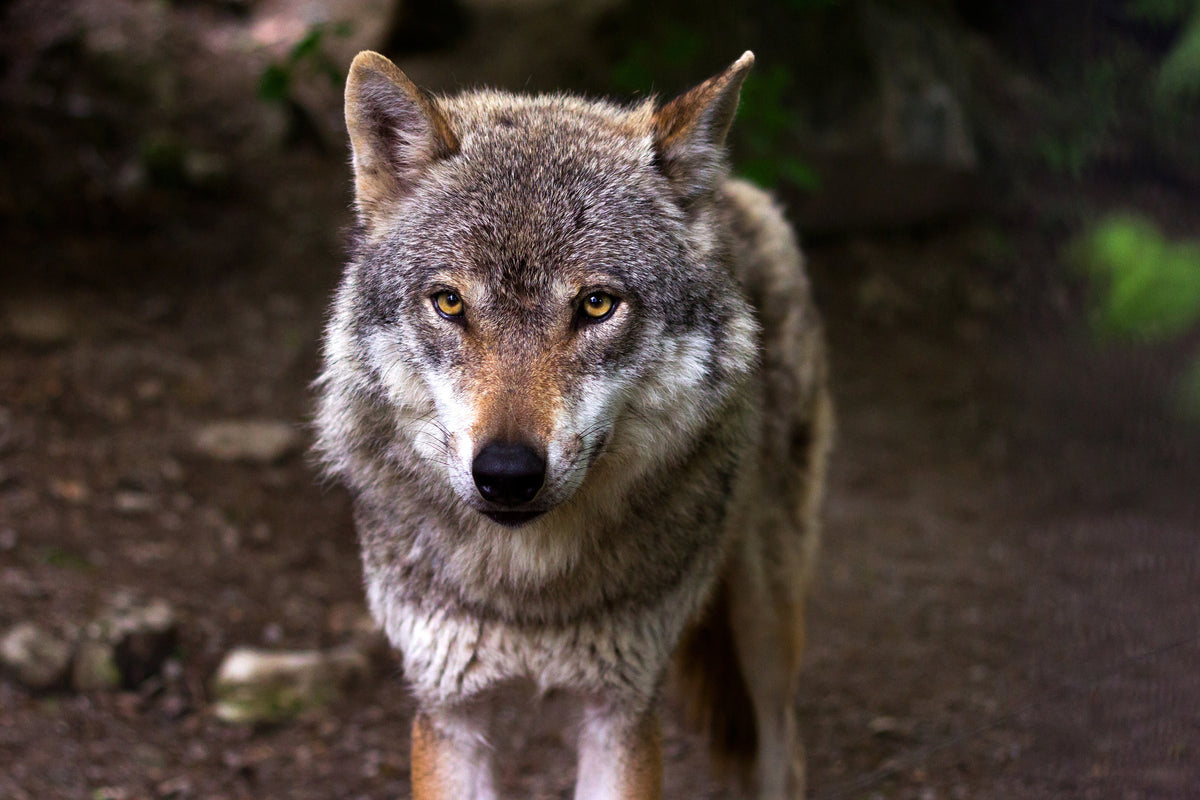 3-piece-canvas-print-the-evil-wolf