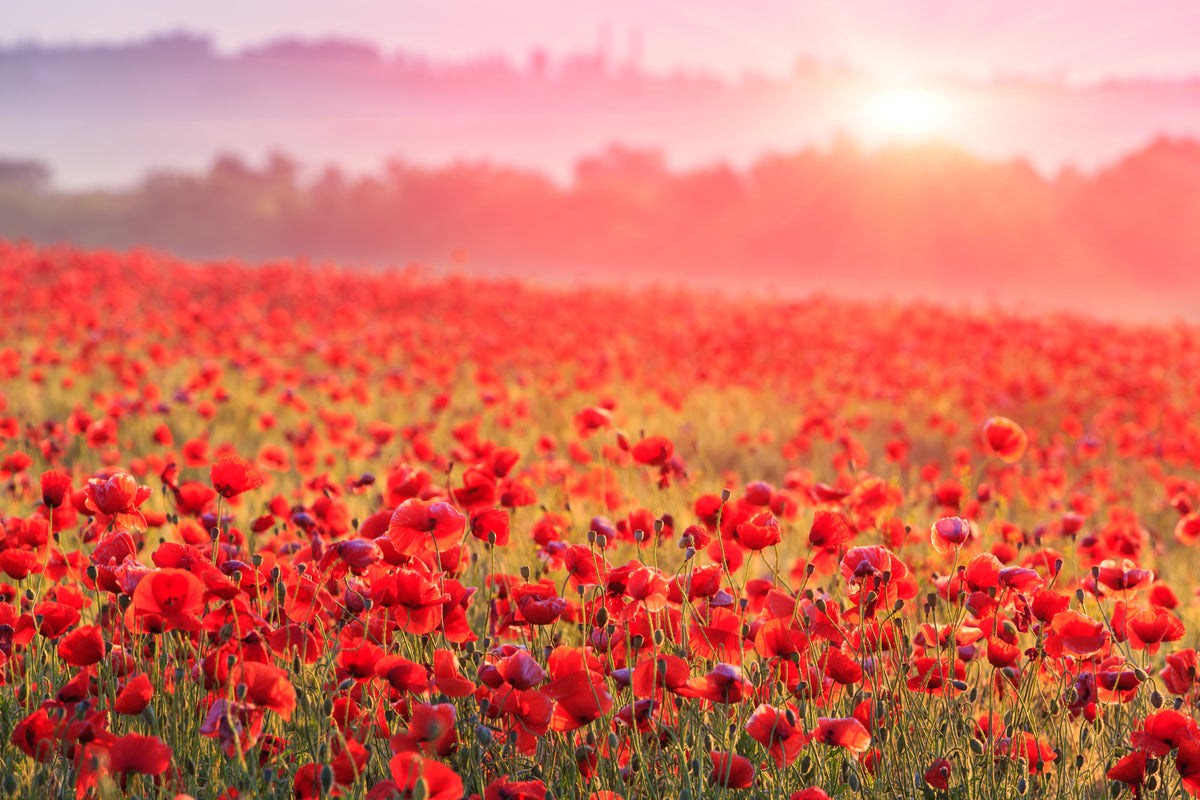 modern-3-piece-canvas-print-red-poppy-field-in-morning-mist