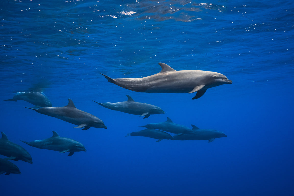acrylic-print-dolphins-x