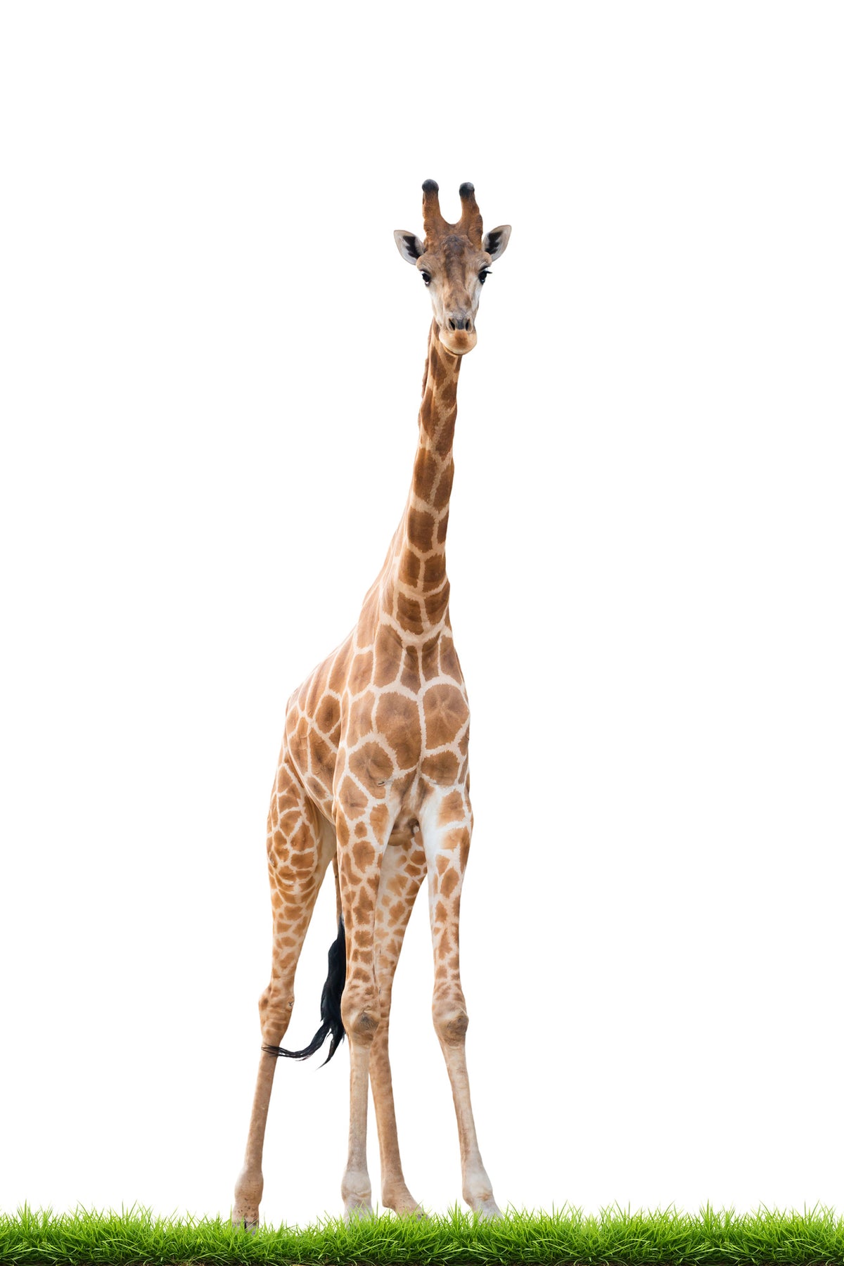 framedcanvas-print-the-long-giraffe