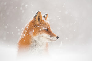 framedposter-print-snow-is-fallingab-x