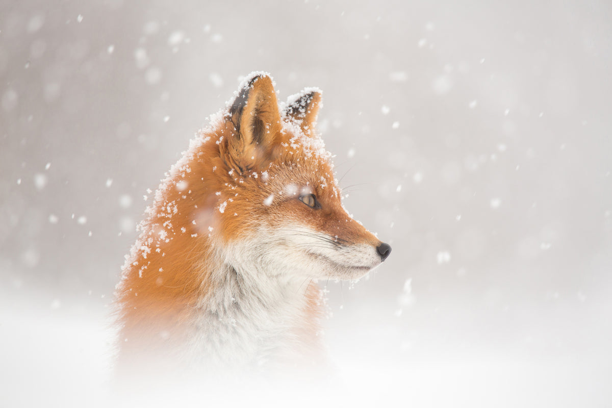 framedposter-print-snow-is-fallingab-x