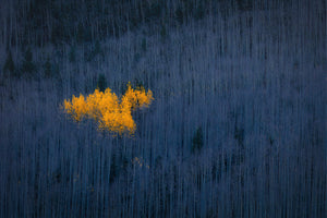 canvas-print-heart-of-aspens