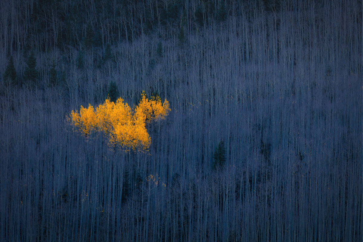 canvas-print-heart-of-aspens