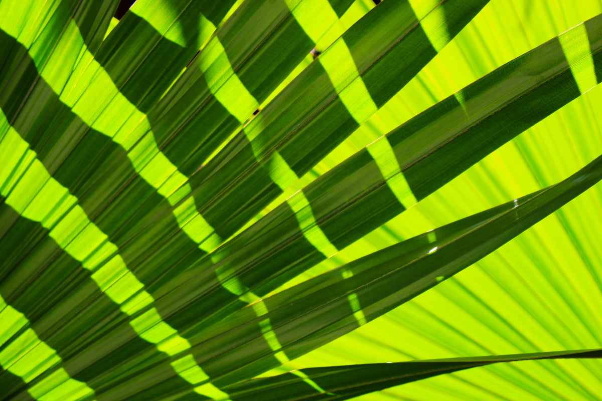 3-piece-canvas-print-the-palm-leaf-in-xl